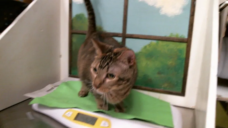 An adult large-sized female Domestic Medium Hair cat named Lily for adoption in Houston, TX