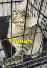 A young small-sized male Brown / Chocolate Domestic Short Hair cat named Denahi for adoption in Moline, IL