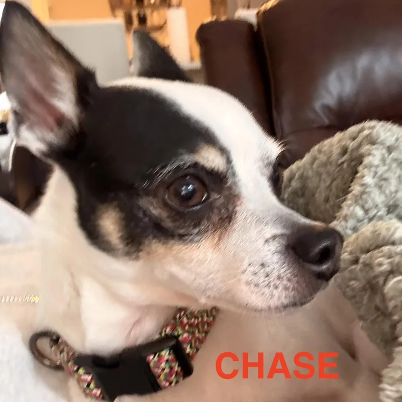 Chase
