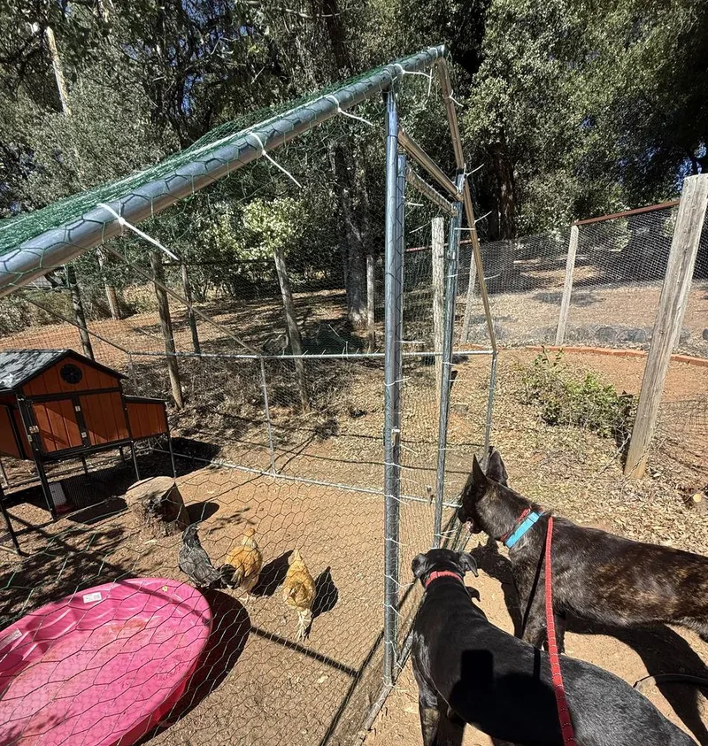 Dutch  Located in thumbnail 5