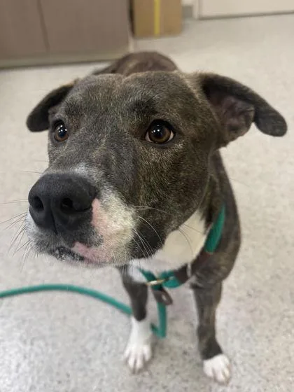 An adult large-sized male Pit Bull Terrier dog named Mittens for adoption in Fishers, IN
