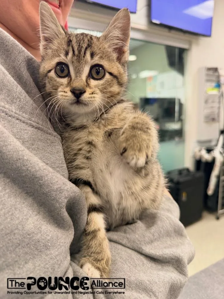 A baby small-sized male Tabby (Brown / Chocolate) Domestic Short Hair cat named Lil Screm for adoption in Liberty Lake, WA