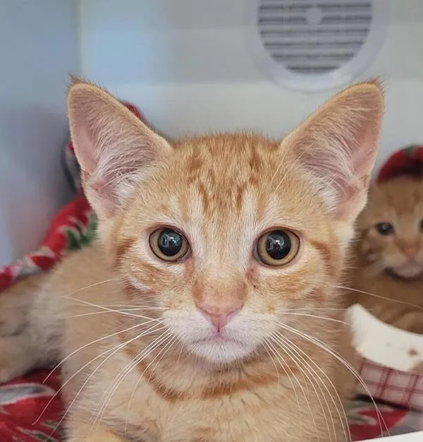 A baby small-sized male Domestic Short Hair cat named Stark for adoption in El Cajon, CA