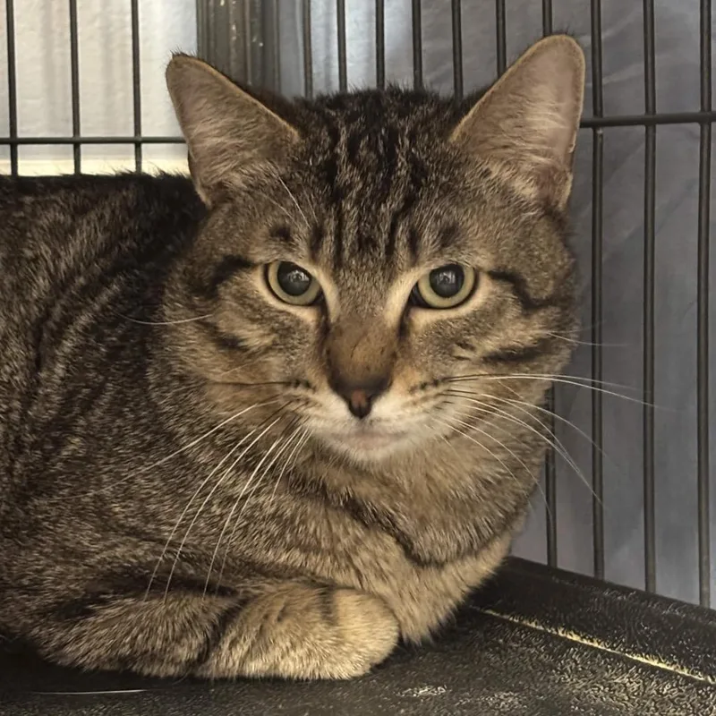 A young medium-sized male Brown / Chocolate Domestic Short Hair cat named Blue for adoption in Port Charlotte, FL