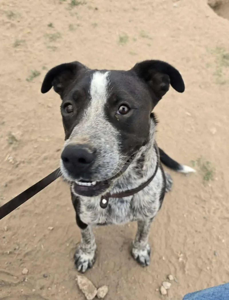 An adult medium-sized male Mixed Breed dog named Rupp for adoption in Othello, WA