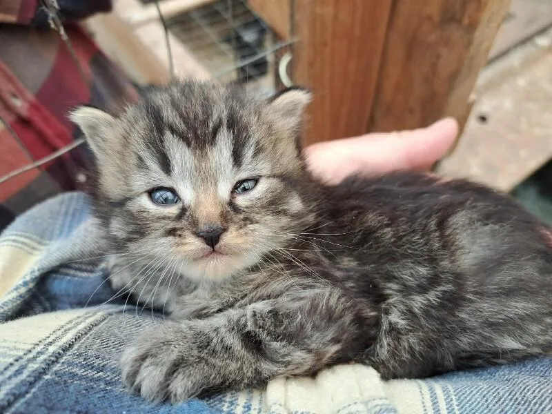 A baby medium-sized female Black Domestic Short Hair cat named Kiko for adoption in Belton, MO