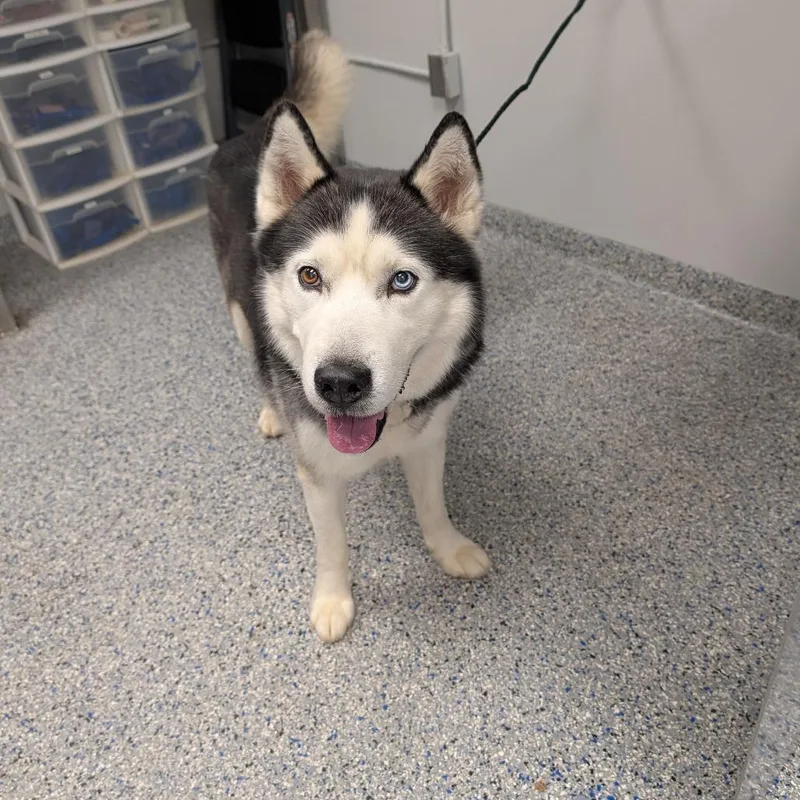 An adult medium-sized male White / Cream Mixed Breed dog named Koda for adoption in Greenville, SC