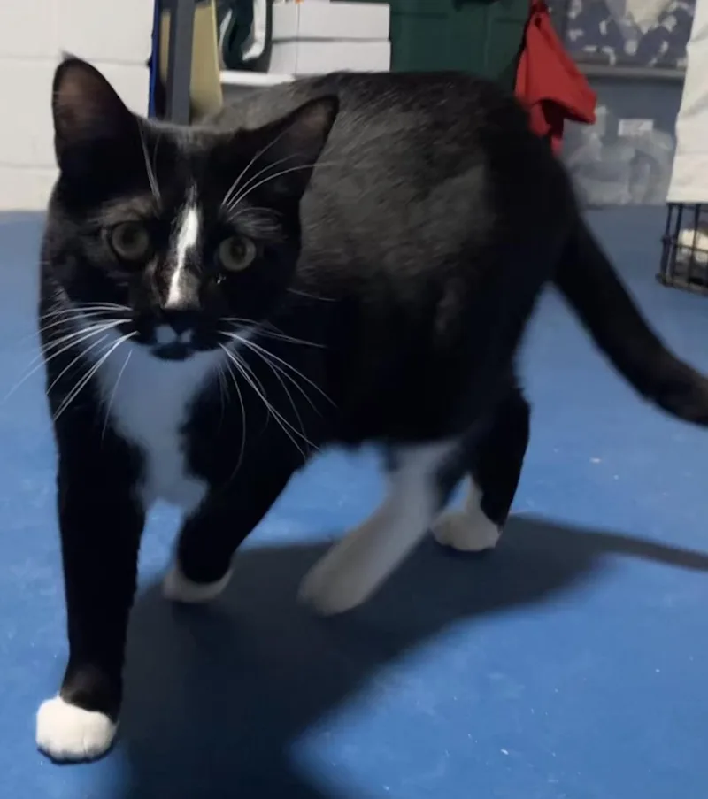 Beauregard thumbnail 2