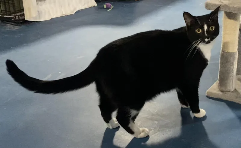 Beauregard thumbnail 3