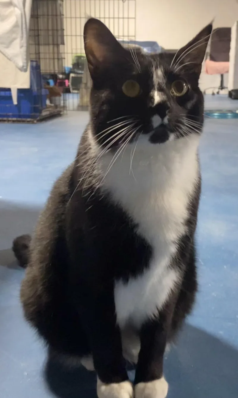 Beauregard thumbnail 4