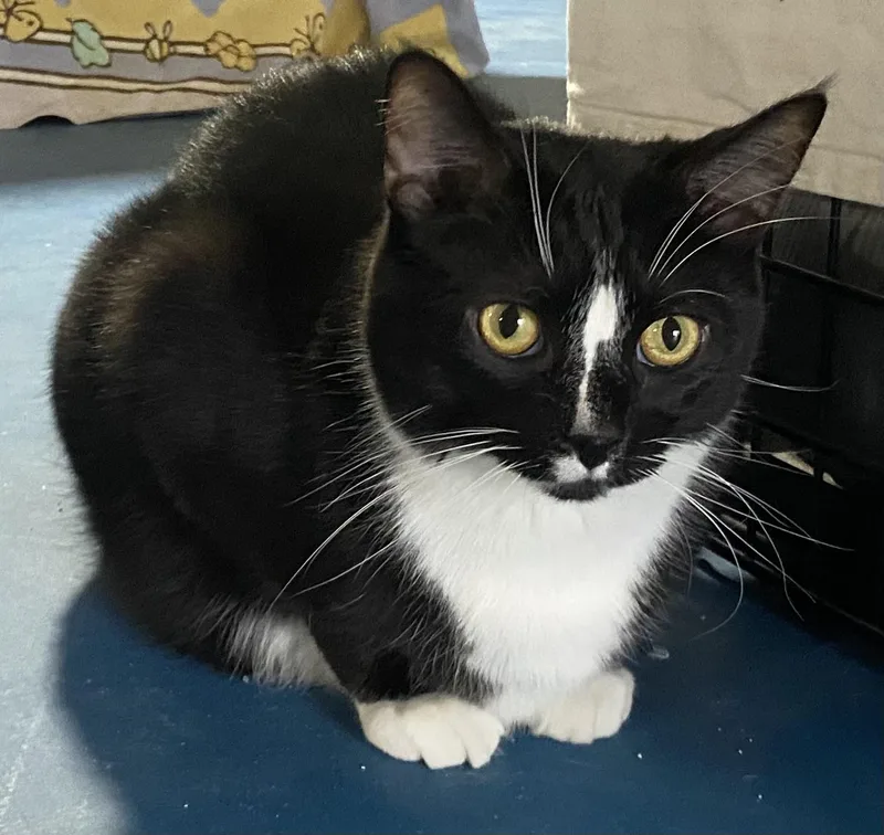 Beauregard thumbnail 5