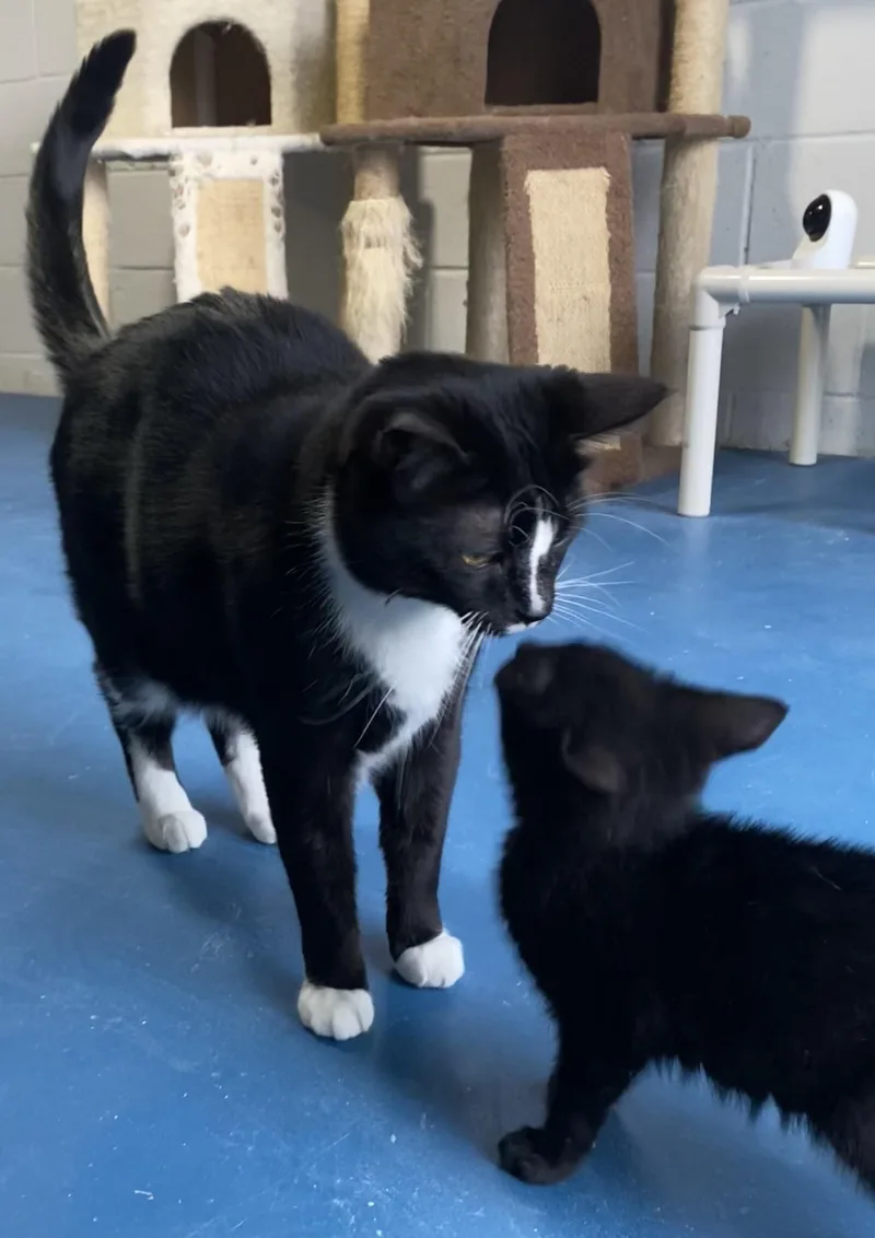 Beauregard thumbnail 6