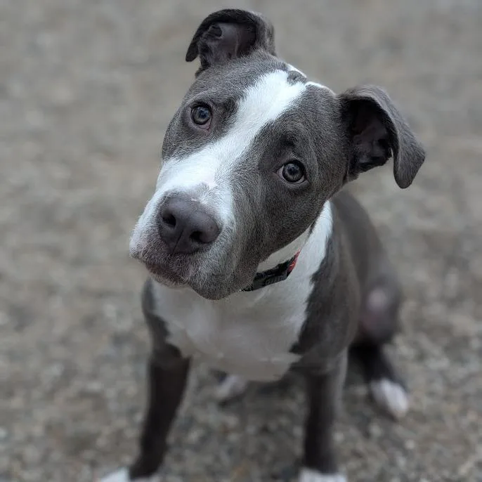 A young medium-sized male Gray / Blue / Silver Mixed Breed dog named Shaggy for adoption in West Olive, MI