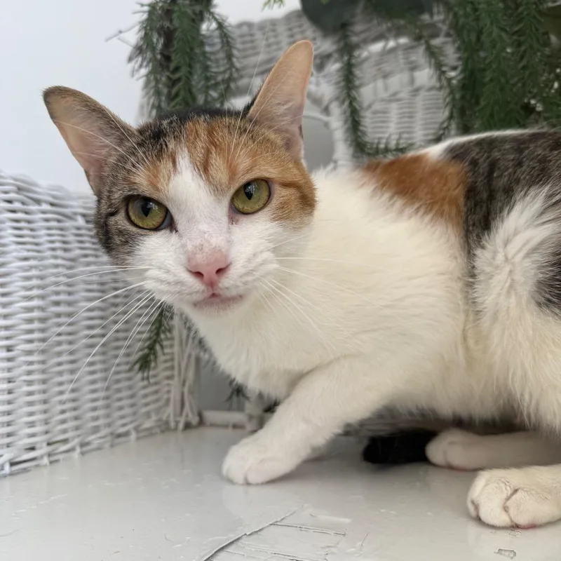A young medium-sized female Torbie Domestic Short Hair cat named Songbird El for adoption in Eaton Rapids, MI