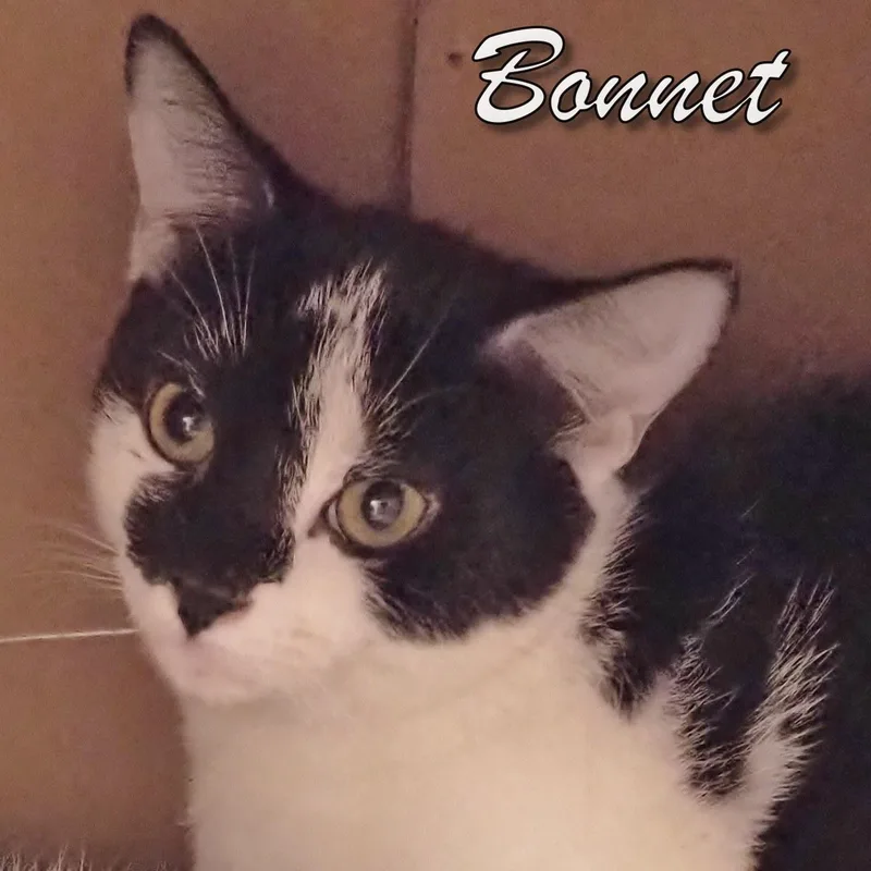 Petsmart Beanie And Bonnet thumbnail 2