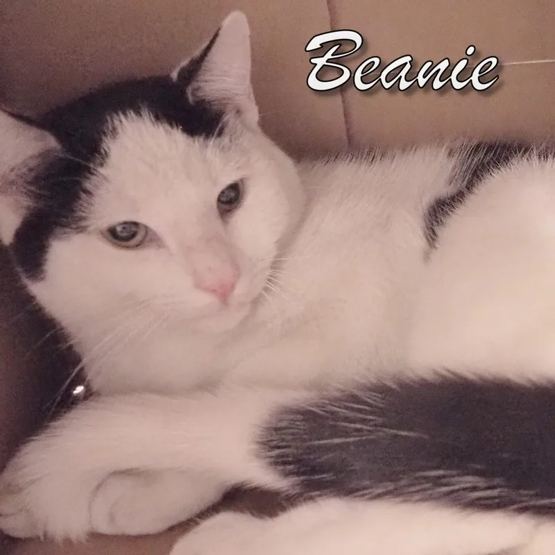 Petsmart Beanie And Bonnet thumbnail 3