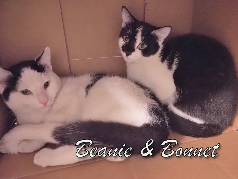 A young medium-sized female Black & White / Tuxedo Domestic Short Hair cat named Petsmart Beanie And Bonnet for adoption in Cape May Court House, NJ