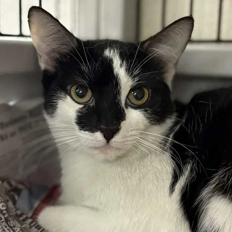 Petsmart Beanie And Bonnet thumbnail 4