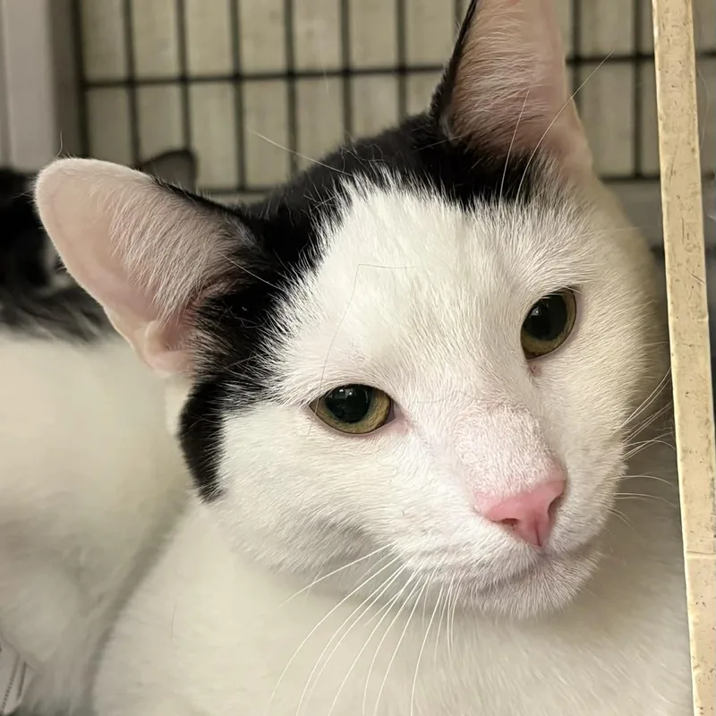 Petsmart Beanie And Bonnet thumbnail 5