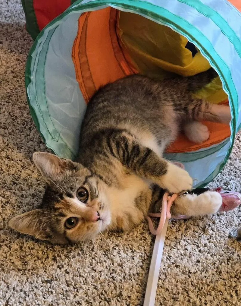 A baby medium-sized female Calico Domestic Short Hair cat named Opal for adoption in Arlington, WA