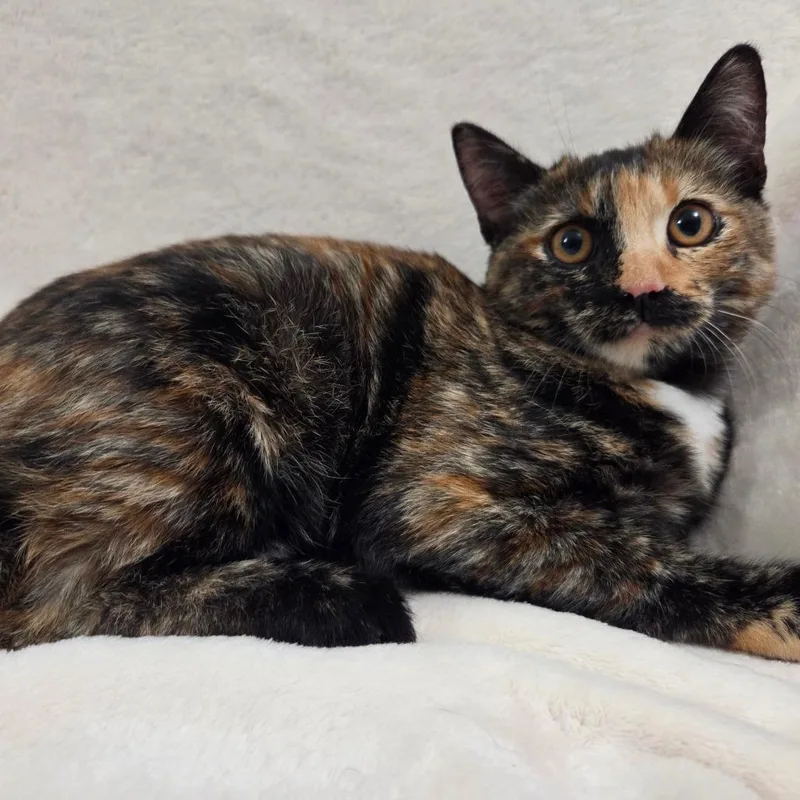 A baby small-sized female Tortoiseshell Domestic Short Hair cat named Scully for adoption in Brea, CA