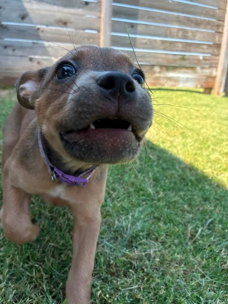 Daisy thumbnail 6