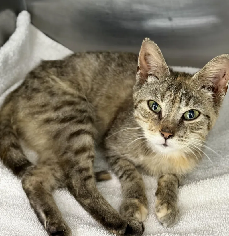 A young medium-sized female Torbie Domestic Short Hair cat named Calpernia for adoption in Mount Vernon, OH
