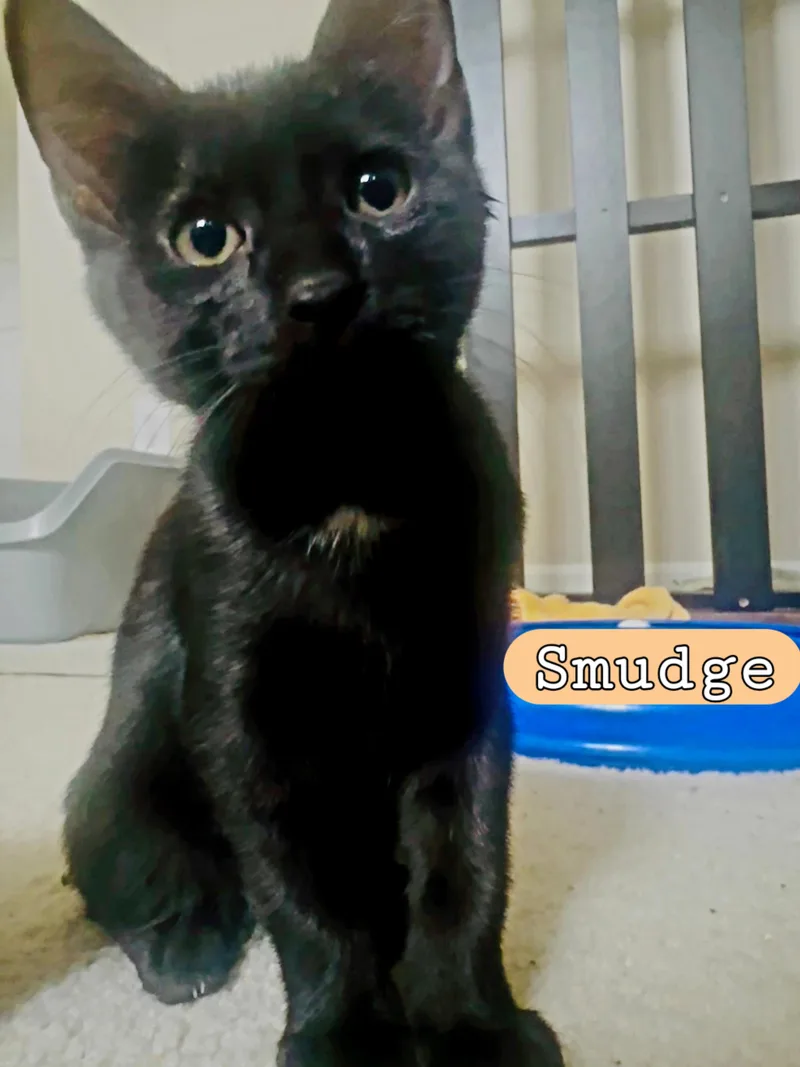 A young medium-sized female Black Domestic Short Hair cat named Smudge for adoption in Wilmington, NC