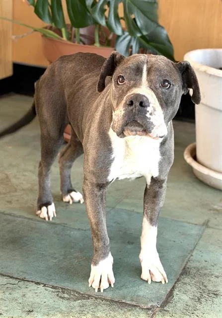 An adult medium-sized female Shar-Pei dog named China for adoption in Albuquerque, NM