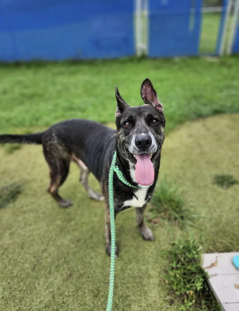 An adult large-sized male Tricolor (Brown, Black, & White) Shepherd dog named Clint for adoption in Wooster, OH