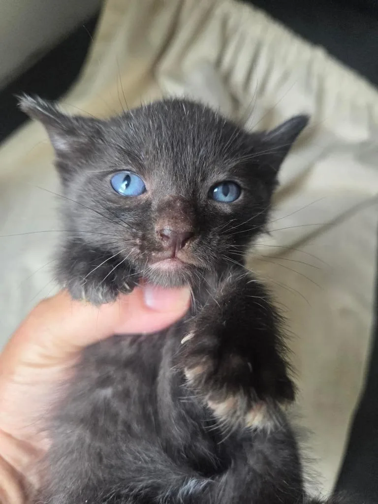 A baby small-sized male Domestic Short Hair cat named Claves for adoption in Olney, IL