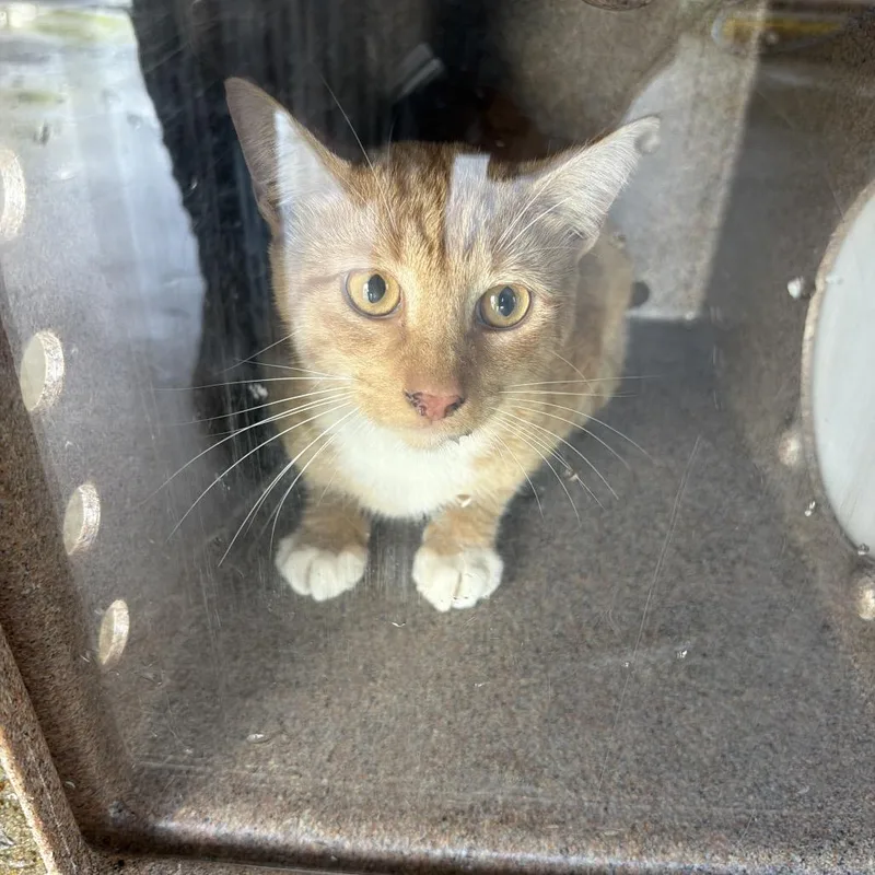 An adult medium-sized male Orange / Red Domestic Short Hair cat named Remi for adoption in Birmingham, AL