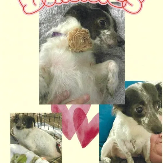 An adult small-sized female White / Cream Chihuahua dog named Bubbles for adoption in Delaware, OH