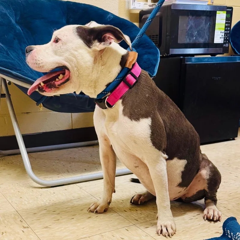 A young medium-sized female Gray / Blue / Silver American Staffordshire Terrier dog named Evie for adoption in Lucedale, MS