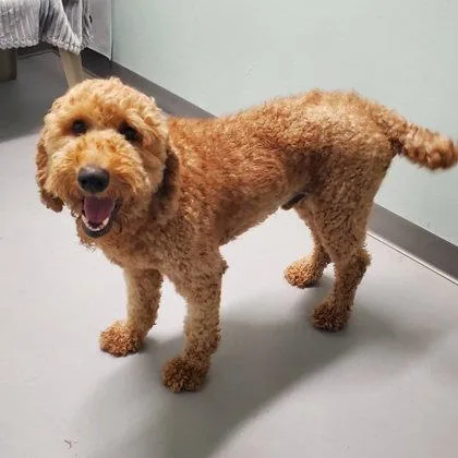 An adult medium-sized male Standard Poodle dog named Simon for adoption in Lake City, MI