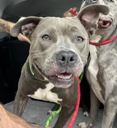 An adult medium-sized female Mixed Breed dog named Flagler for adoption in Atlanta, GA