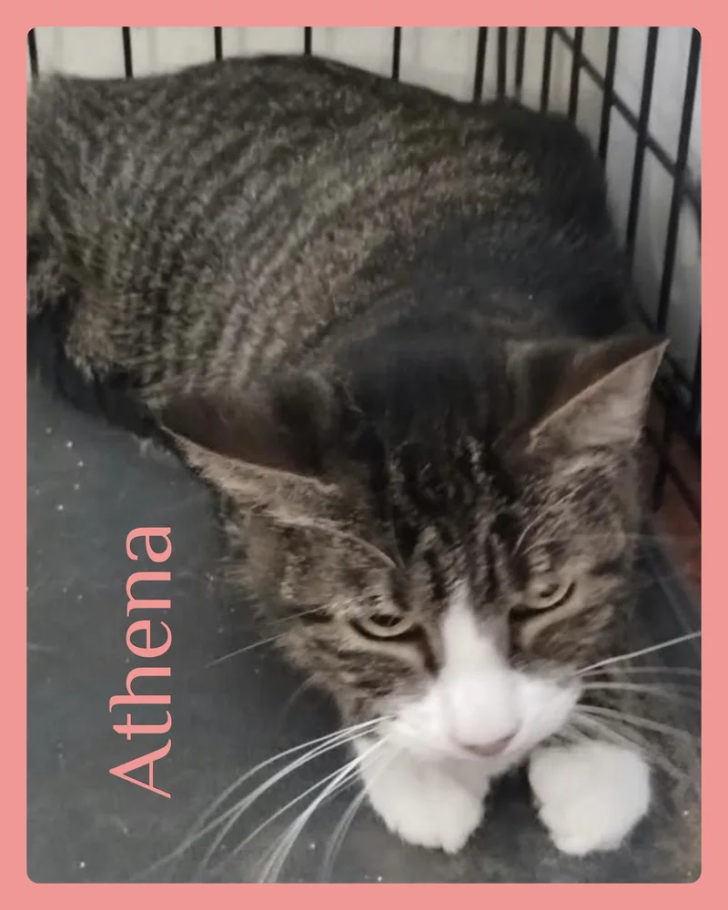 An adult medium-sized female Tabby cat named Athena for adoption in Lawton, OK