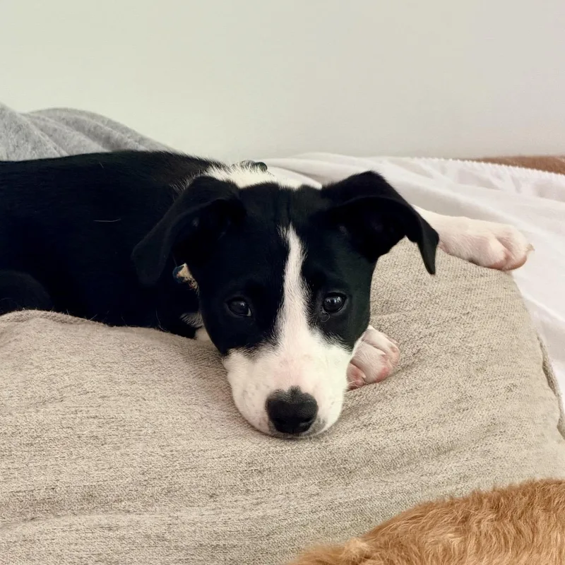 A baby medium-sized male Black Mixed Breed dog named Biscuit for adoption in Pelham, NH