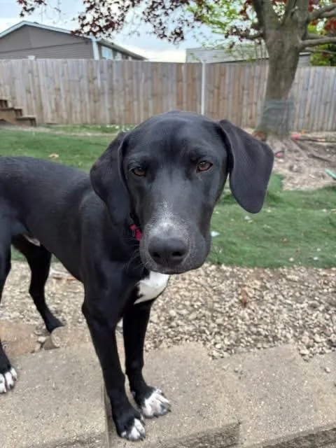 Mister Yukon thumbnail 2