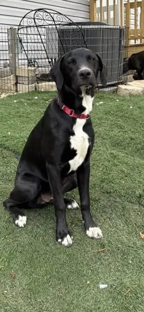 Mister Yukon thumbnail 4