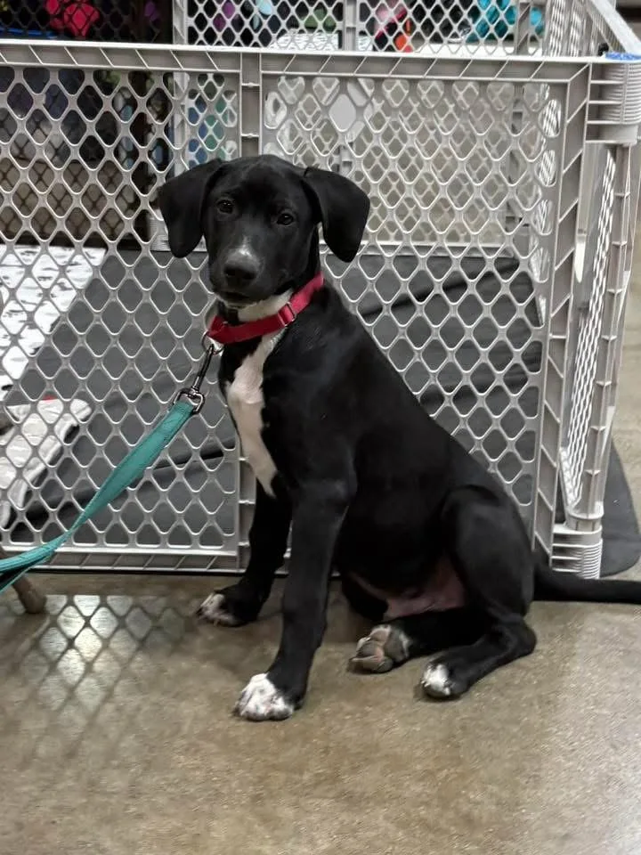 Mister Yukon thumbnail 5