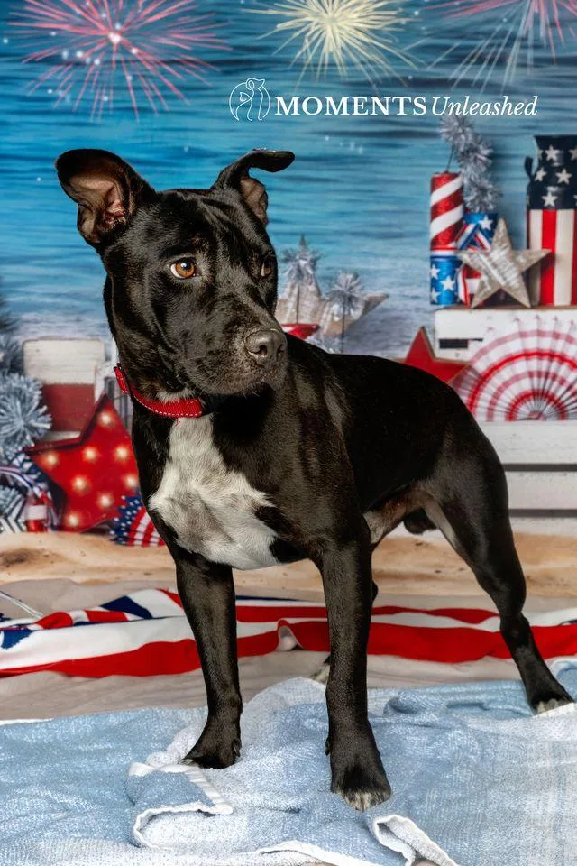 An adult medium-sized male Black Terrier dog named Elijah for adoption in Myakka City, FL