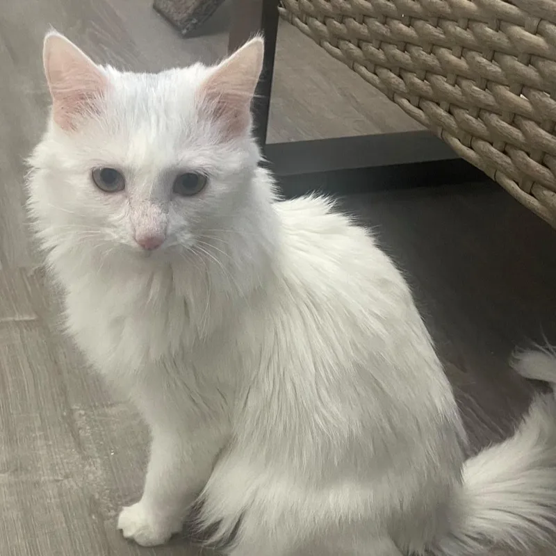 Rella  Bonded With thumbnail 4