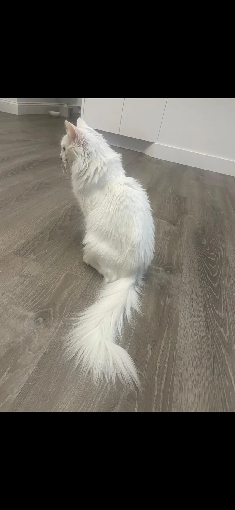 Rella  Bonded With thumbnail 6