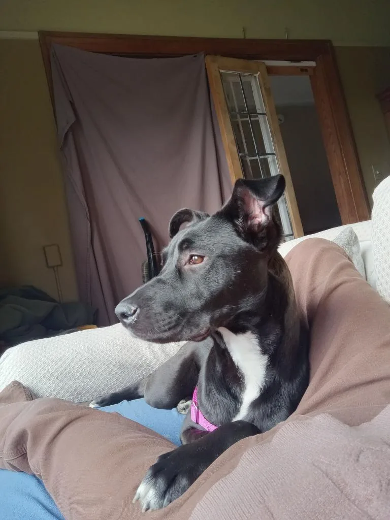 Mountain Mist thumbnail 2