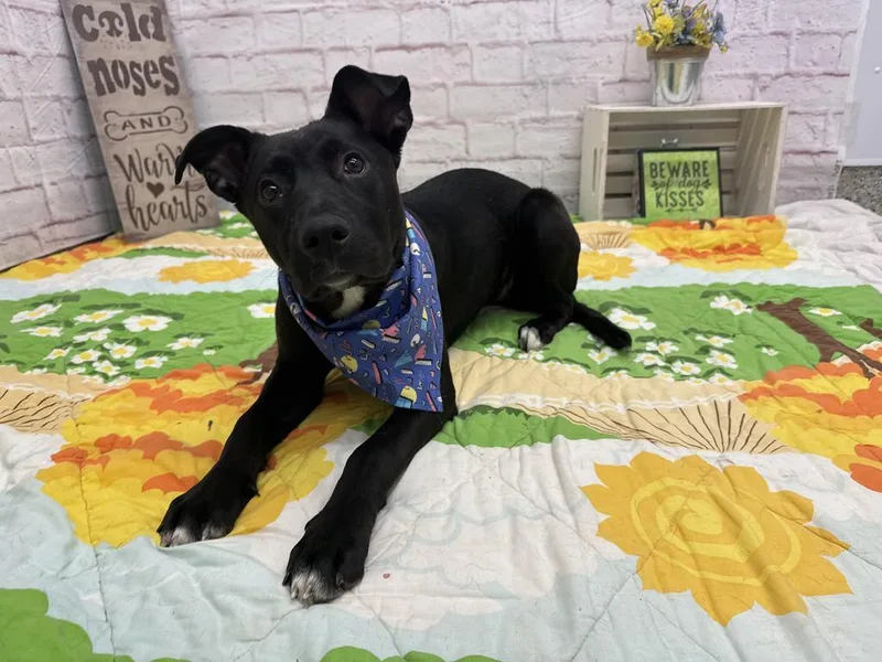 Mountain Mist thumbnail 3