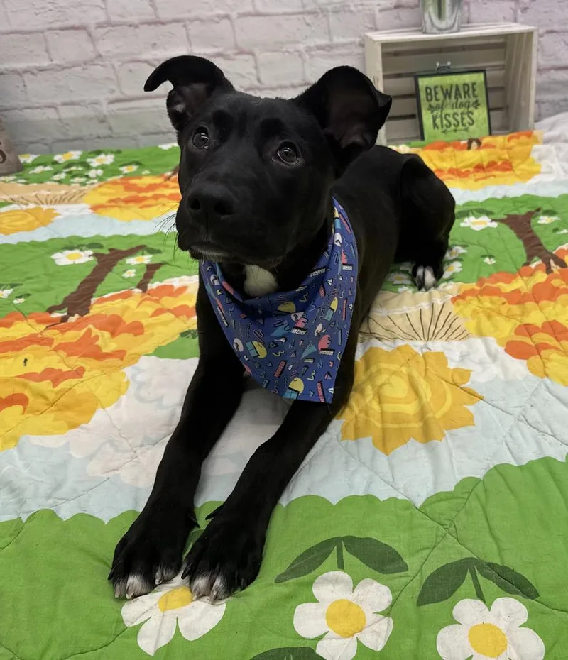 Mountain Mist thumbnail 4