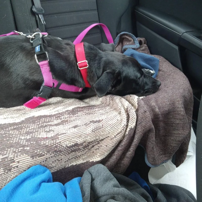 Mountain Mist thumbnail 5