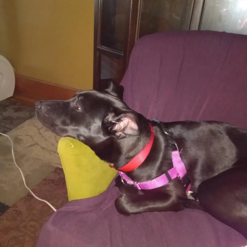 Mountain Mist thumbnail 6