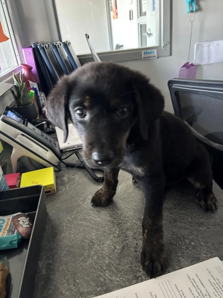 A baby medium-sized male Black Labrador Retriever dog named Bill Dauterive for adoption in Mustang, OK